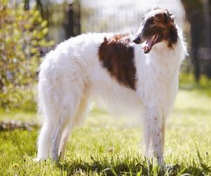 Borzoi Dog Breeds