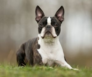 Boston Terrier Dog Breeds