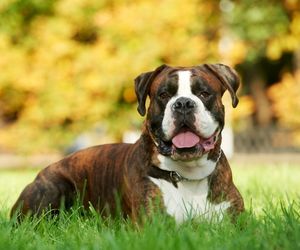 Boxer Dog Breeds