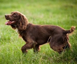 Boykin Spaniel Dog Breeds