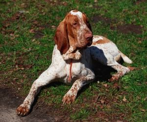 Bracco Italiano Dog Breeds