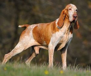 Braque de l’Ariège Dog Breeds