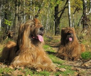 Briard Dog Breeds