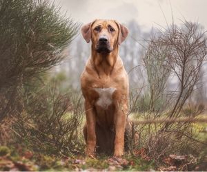 Broholmer Dog Breeds