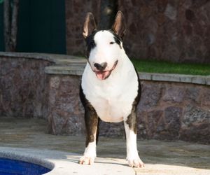 Bull Terrier Dog Breeds