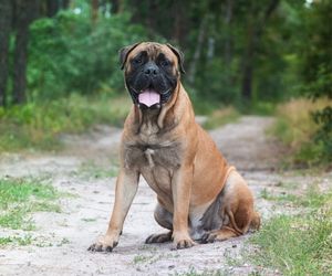 Bullmastiff Dog Breeds