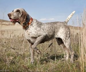 Burgos Pointer Dog Breeds