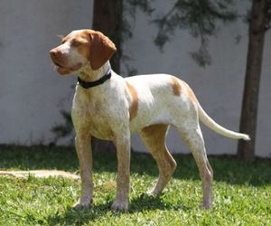 Ca Mè Mallorquí Dog Breeds