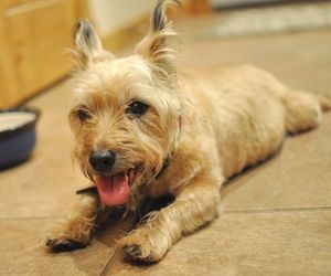 Cairn Terrier Dog Breeds