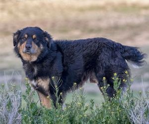 Can de Chira Dog Breeds