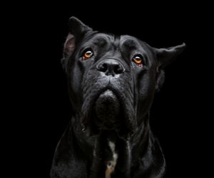 Cane Corso Dog Breeds