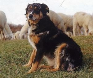 Cane di Oropa Dog Breeds