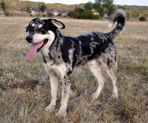 Carea Leonés Dog Breeds