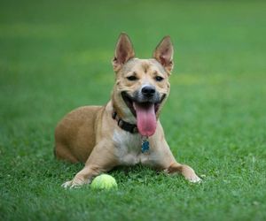 Carolina Dog Breeds