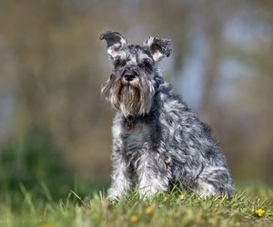 Cesky Terrier Dog Breeds