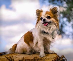 Chihuahua Dog Breeds