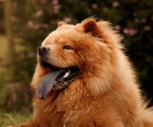 Chow Chow Breeds