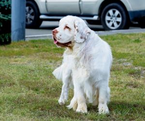 Clumber Spaniel Dog Breeds