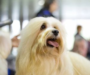 Coton de Tulear Dog Breeds