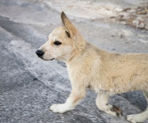 Cretan Hound Dog Breeds