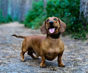 Dachshund Dog Breeds