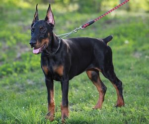 Dobermann Dog Breeds