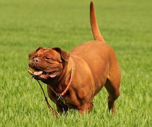 Dogue Brasileiro Dog Breeds