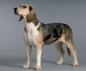 Dunker Dog Breeds