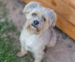 Dutch Smoushond Dog Breeds