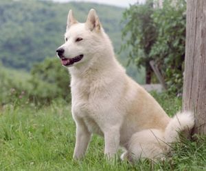 East Siberian Laika Dog Breeds