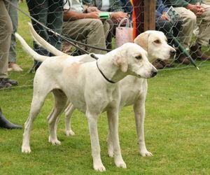 English Foxhound Dog Breeds