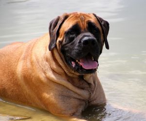 English Mastiff Dog Breeds