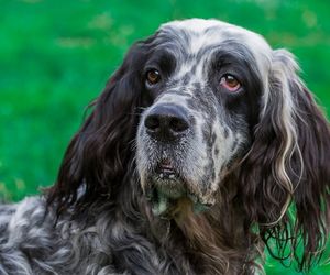 English Setter Dog Breeds