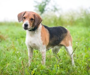 Estonian Hound Dog Breeds