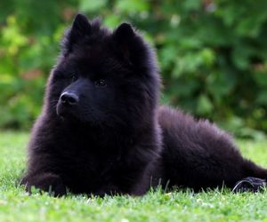 Eurasier Dog Breeds