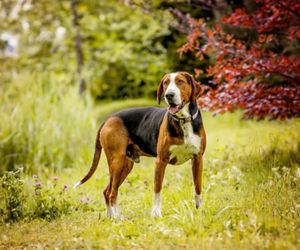 Finnish Hound Dog Breeds