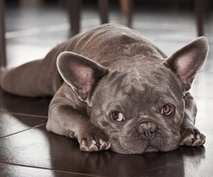 French Bulldog Dog Breeds