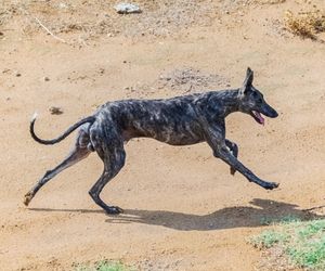 Galgo Español Dog Breeds