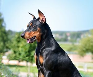 German Pinscher Dog Breeds