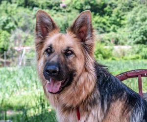 German Shepherd Dog Breeds