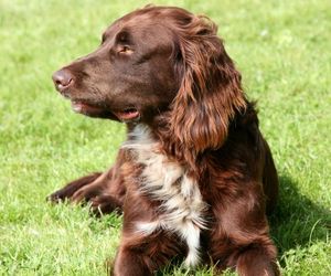 German Spaniel Dog Breeds