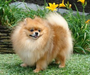 German Spitz Dog Breeds