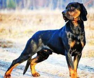 Gończy Polski Dog Breeds