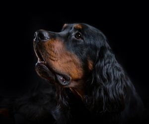 Gordon Setter Dog Breeds