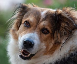 Greek Shepherd Dog Breeds