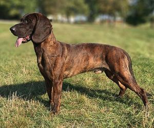 Hanover Hound Dog Breeds