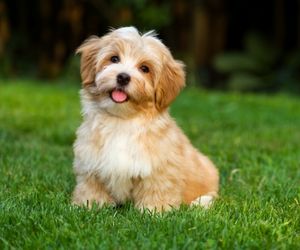 Havanese Dog Breeds