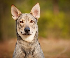 Hierran Wolfdog Dog Breeds