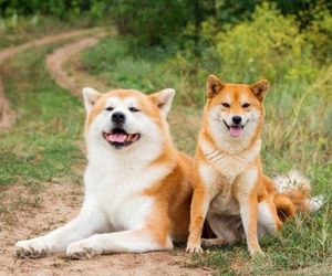 Hokkaido Dog Breeds