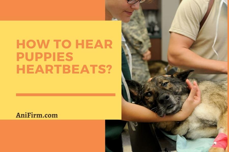 How To Hear Puppies Heartbeats